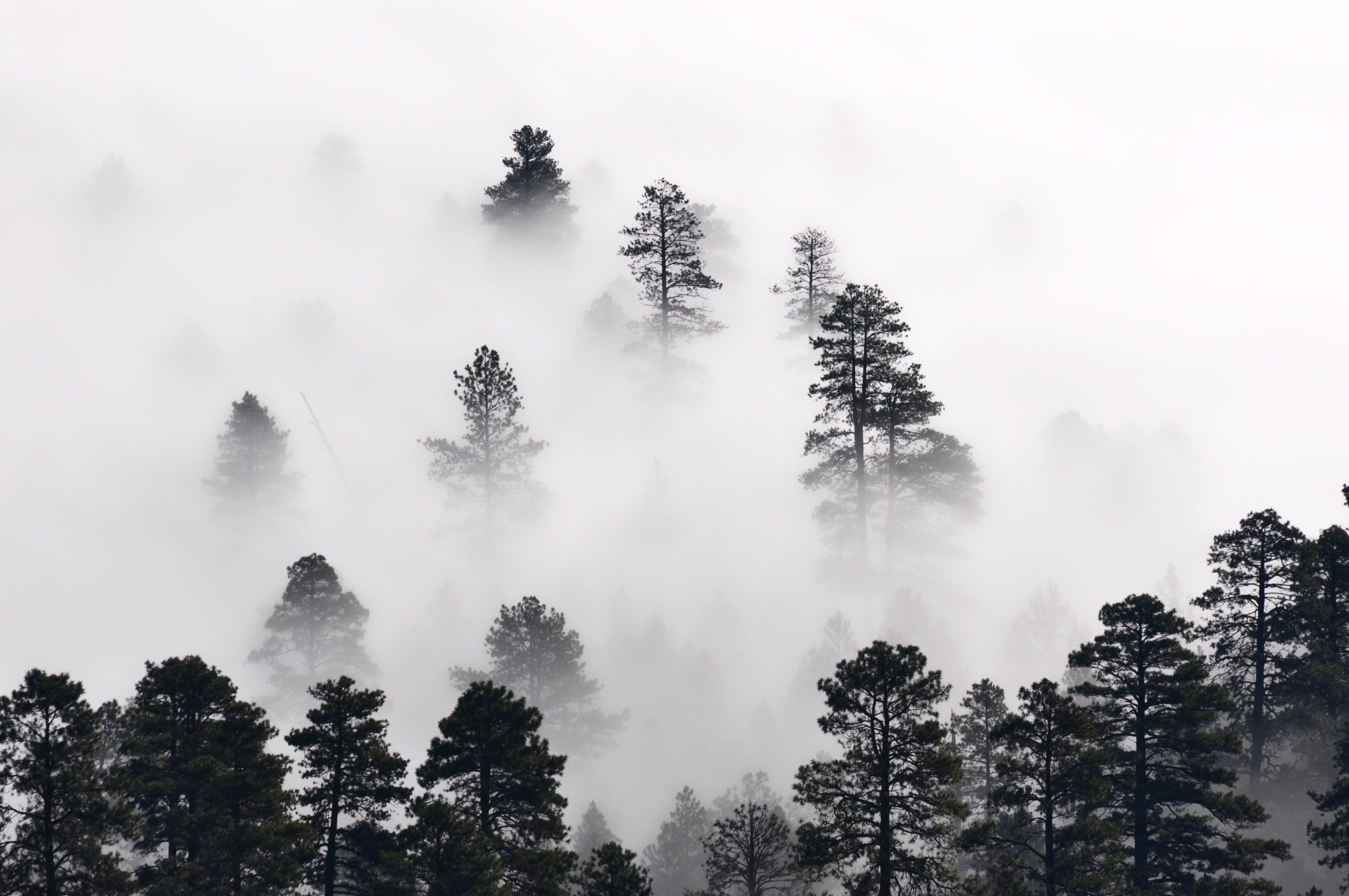 Morning misty clouds settle in East Clear Creek, Coconino National Forest, Arizona, August 1, 2012. Original public domain image from Flickr